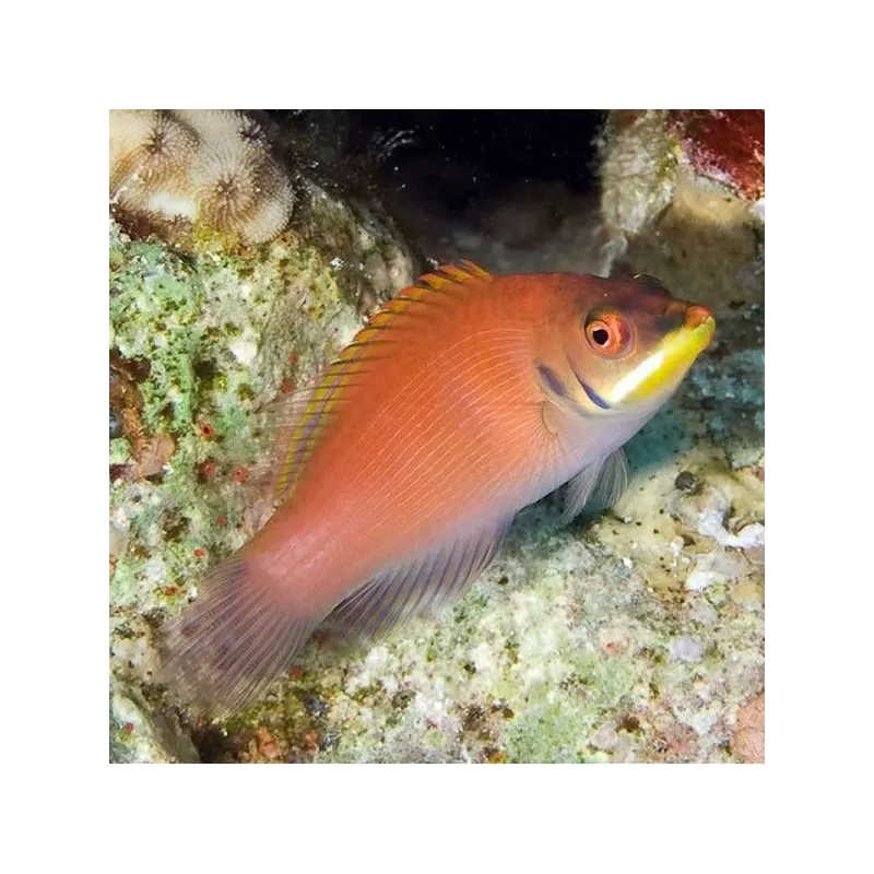 Pseudocheilinus Evanidus Pseudocheilinus Evanidus