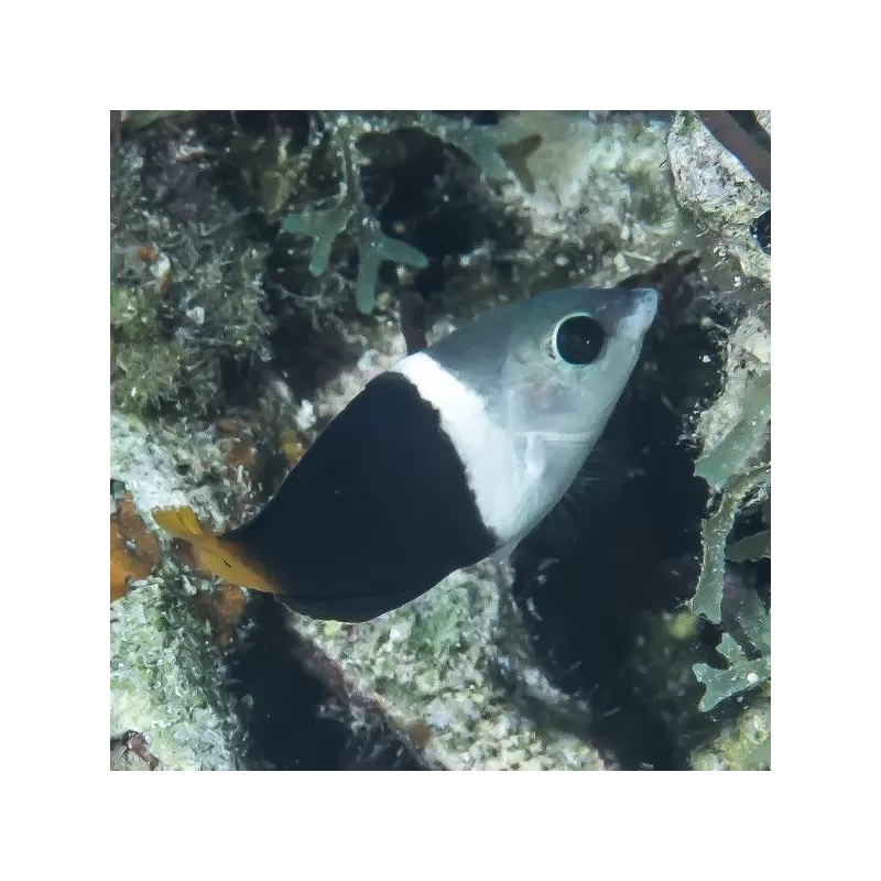 hemmigymnus melapterus hemmigymnus melapterus