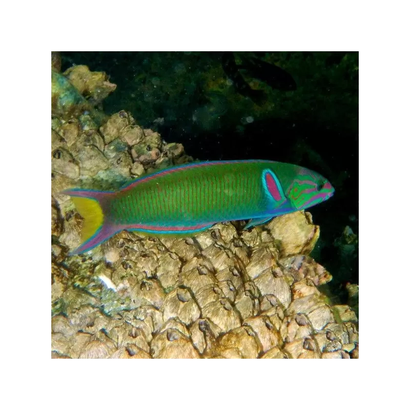 Lunares Thalassoma (M)