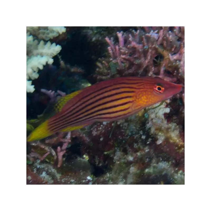 pseudocheilinus octotaenia