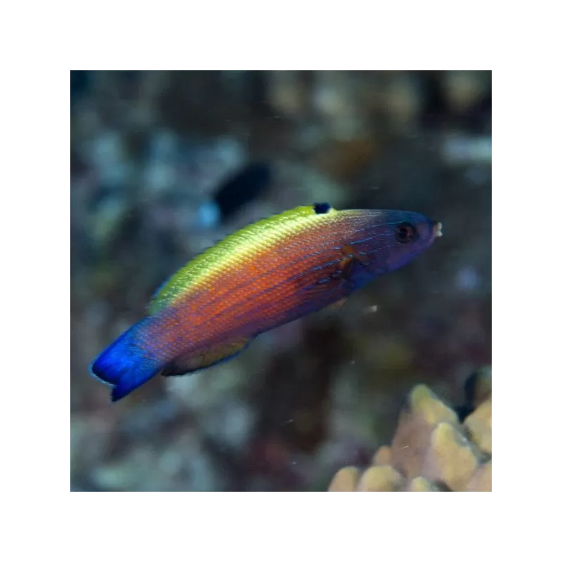 Labropsis Xanthonota
