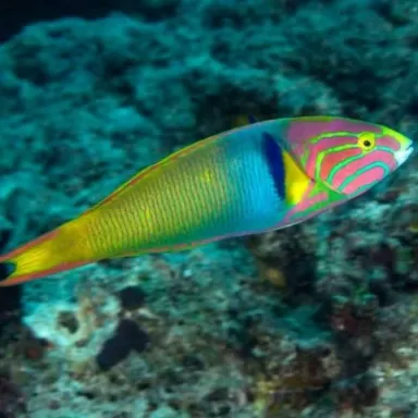 Thalassoma lutescens
