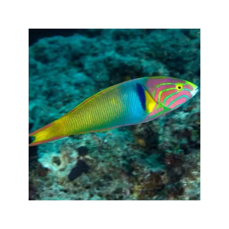 Thalassoma lutescens