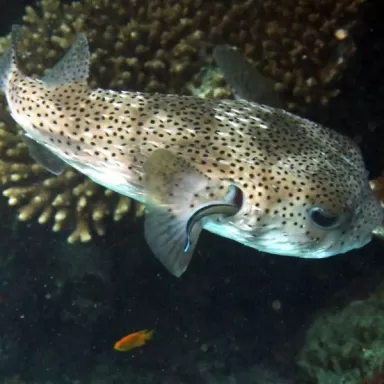 diodon histrix M 12 15 cm