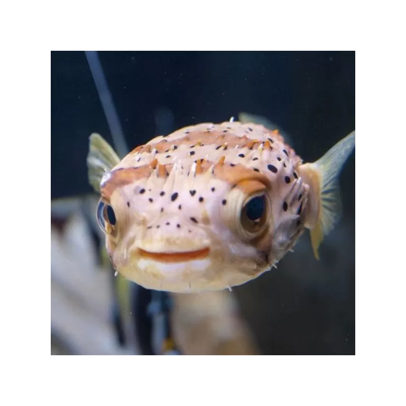 diodon holacanthus XL 15 20cm diodon holacanthus XL 15 20cm