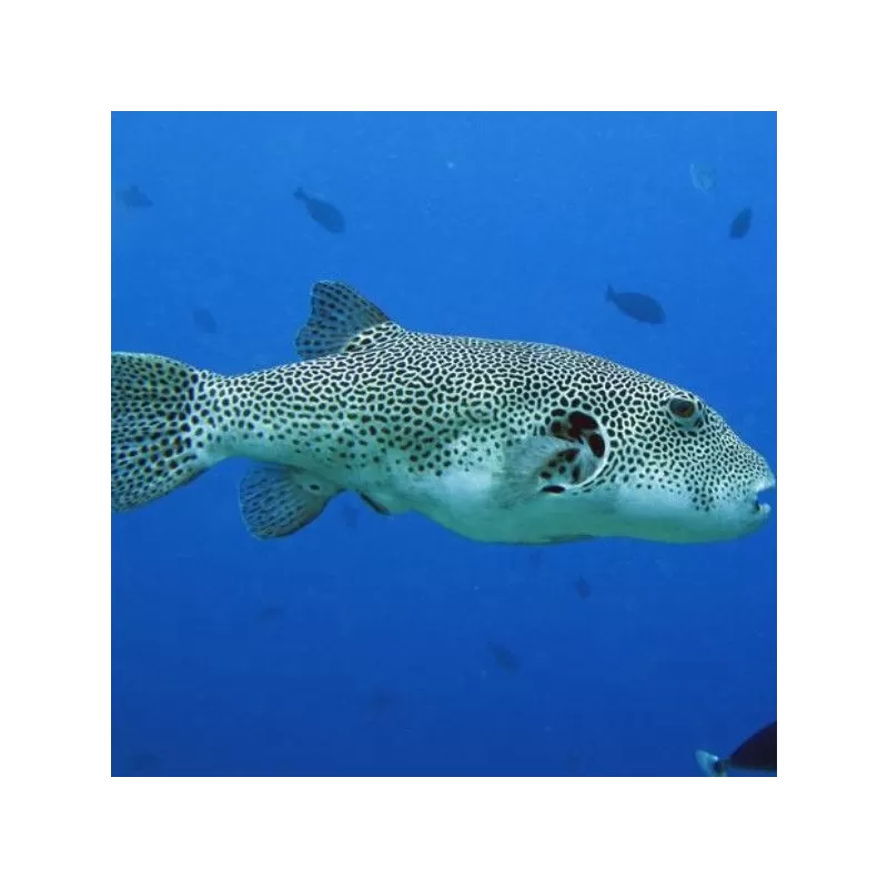 arothron stellatus M 10 15cm arothron stellatus M 10 15cm