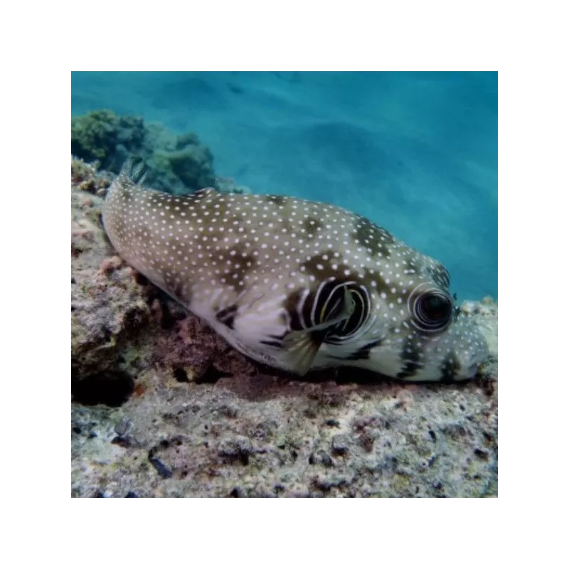 Arothron Hispidus (M) Arothron Hispidus (M)