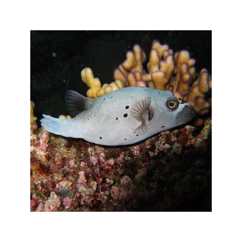 Arothron nigropunctatus (M)