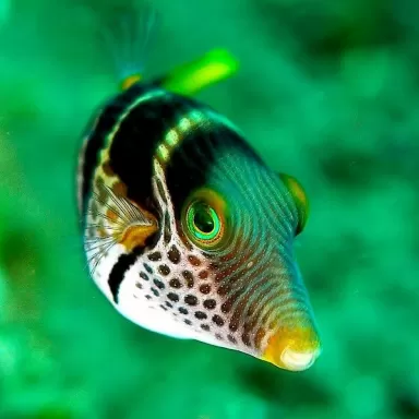 Canthigaster Valentini M