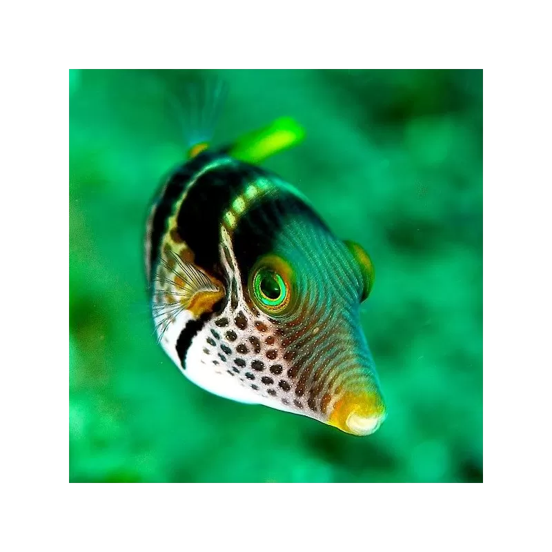 Canthigaster Valentini M Canthigaster Valentini M