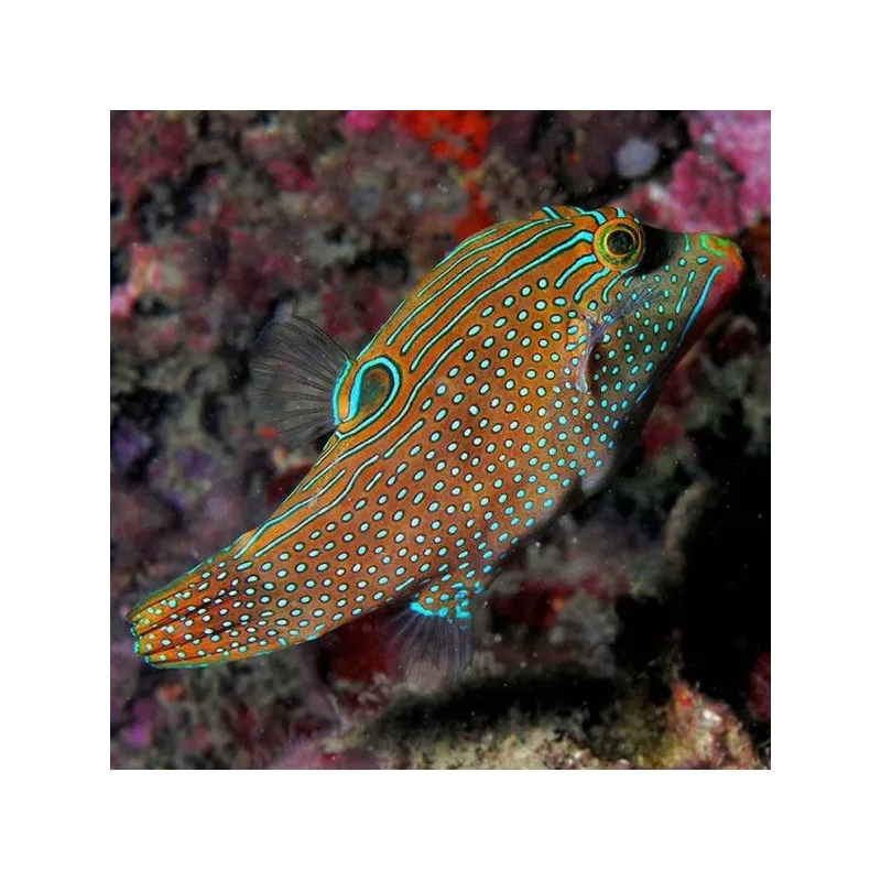 Canthigaster Solandri M Canthigaster Solandri M