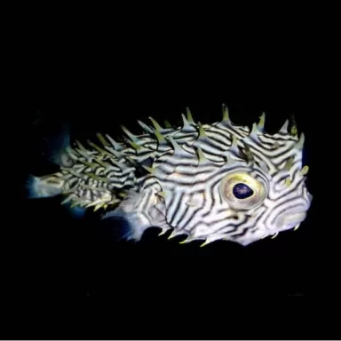 Chilomycterus schoepfi