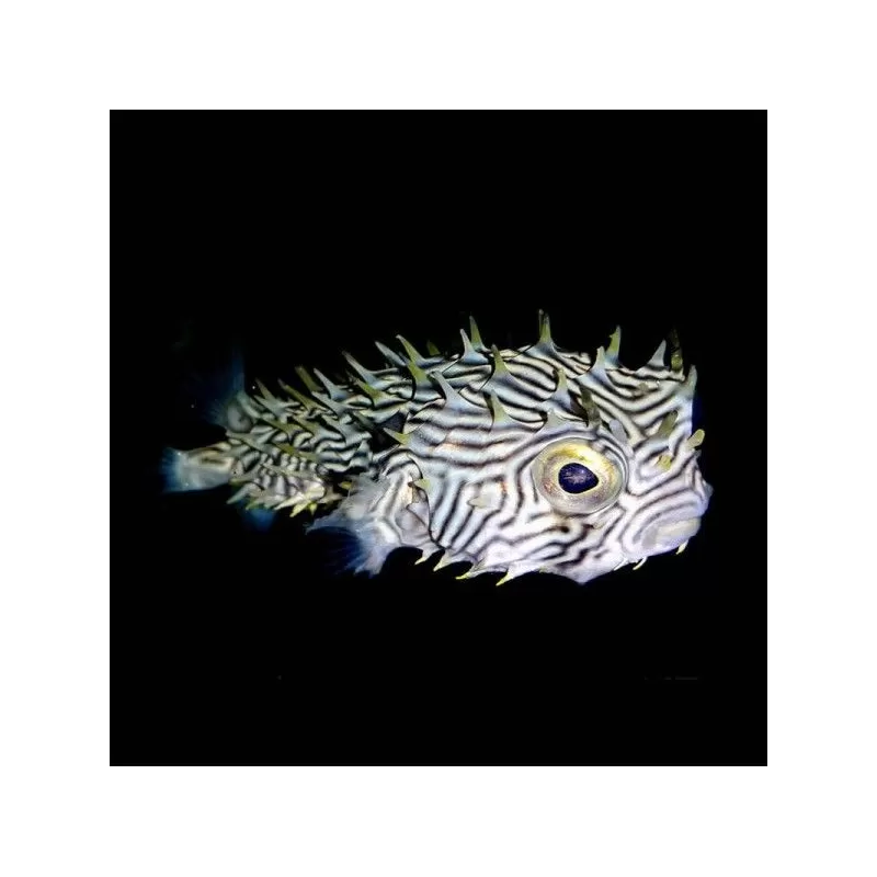 Chilomycterus schoepfi
