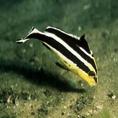 Plectorhinchus Diagrammus M 4 7cm