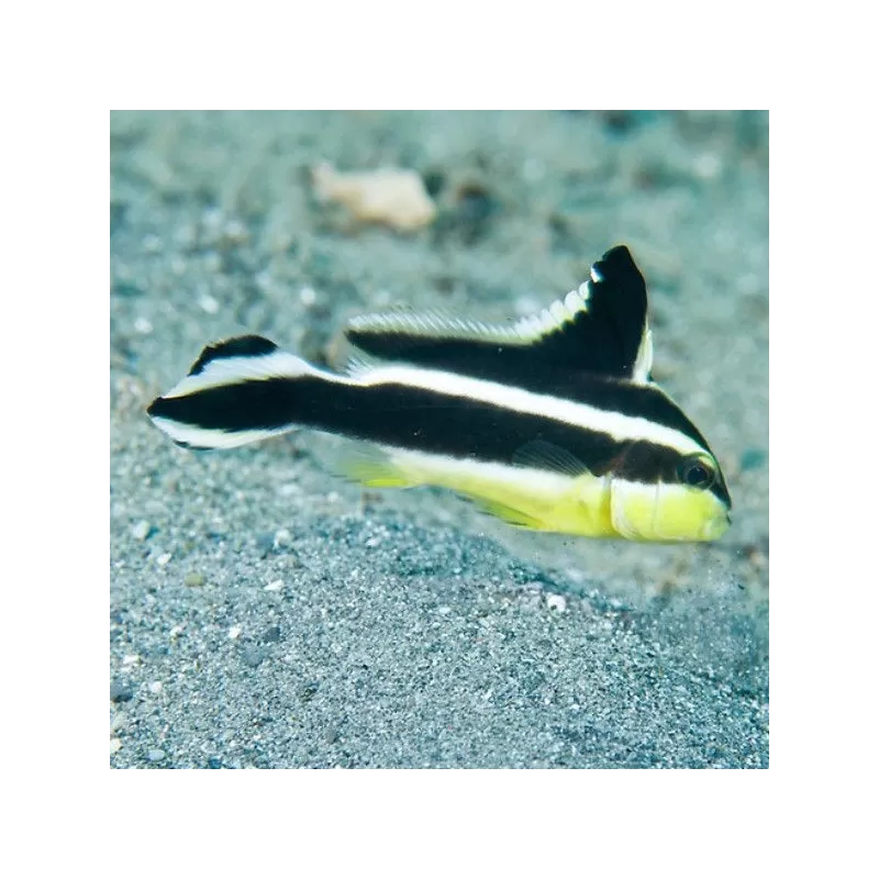 Plectorhinchus Diagrammus M 4 7cm Plectorhinchus Diagrammus M 4 7cm