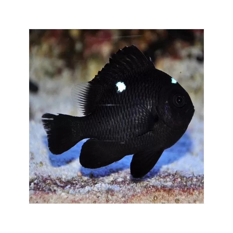Dascyllus Trimaculatus Dascyllus Trimaculatus