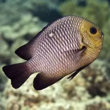 Dascyllus Trimaculatus