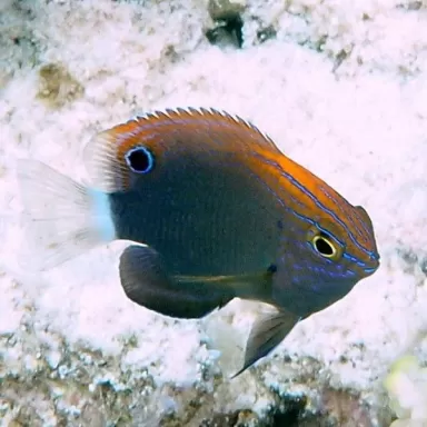 Pomacentrus Bankanensis