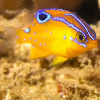 Pomacentrus Bankanensis