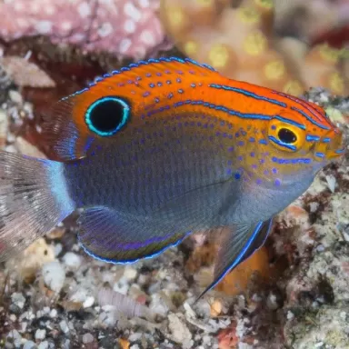 Pomacentrus Bankanensis