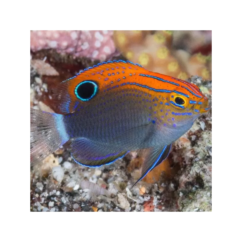 Pomacentrus Bankanensis Pomacentrus Bankanensis