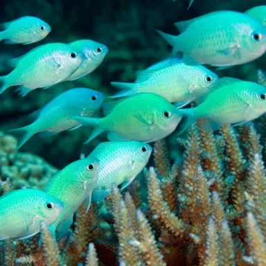 Chromis Viridis