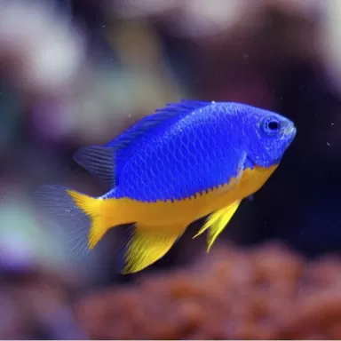 Chrysiptera Hemicyanea