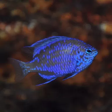 chrysiptora springeri