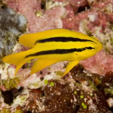 Neoglyphidodon Nigroris