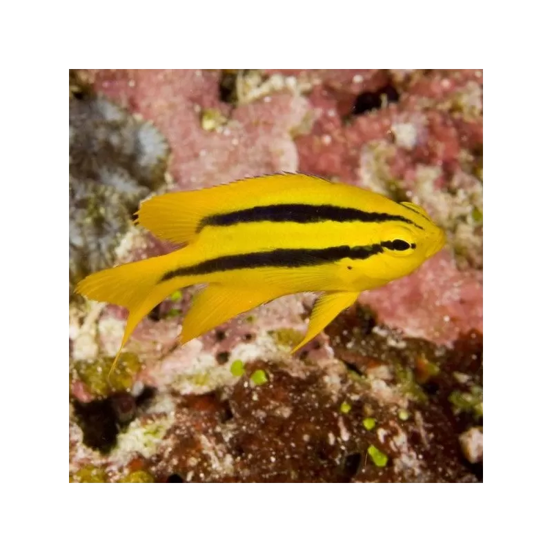 Neoglyphidodon Nigroris Neoglyphidodon Nigroris