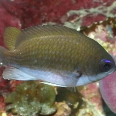 Chromis Insolata