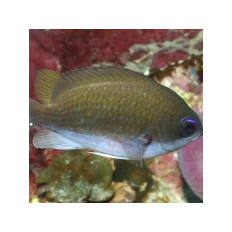 Chromis Insolata Chromis Insolata