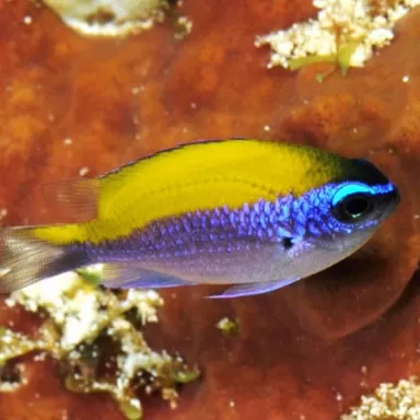 Chromis Insolata
