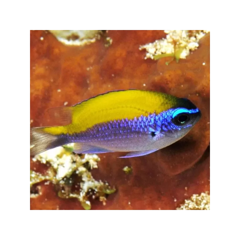 Chromis Insolata Chromis Insolata