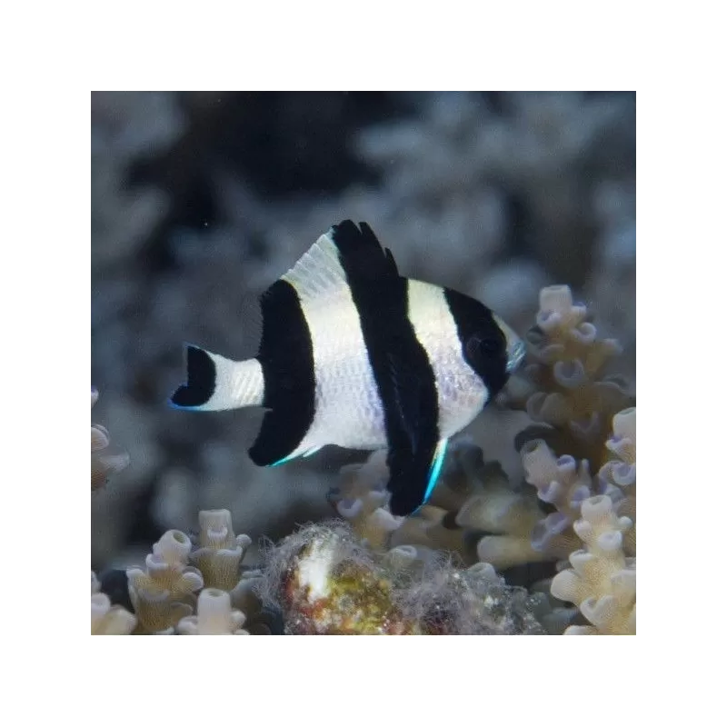 dascyllus melanurus dascyllus melanurus