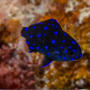 Microspathodon Chrysurus