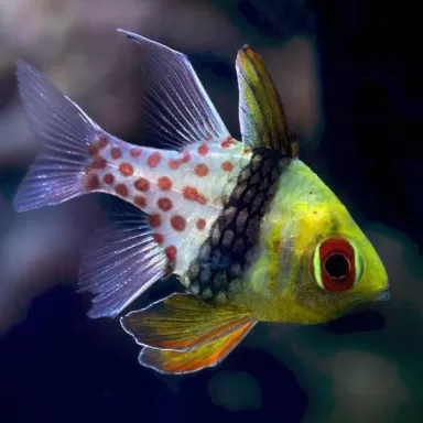 Sphaeramia Nematoptera