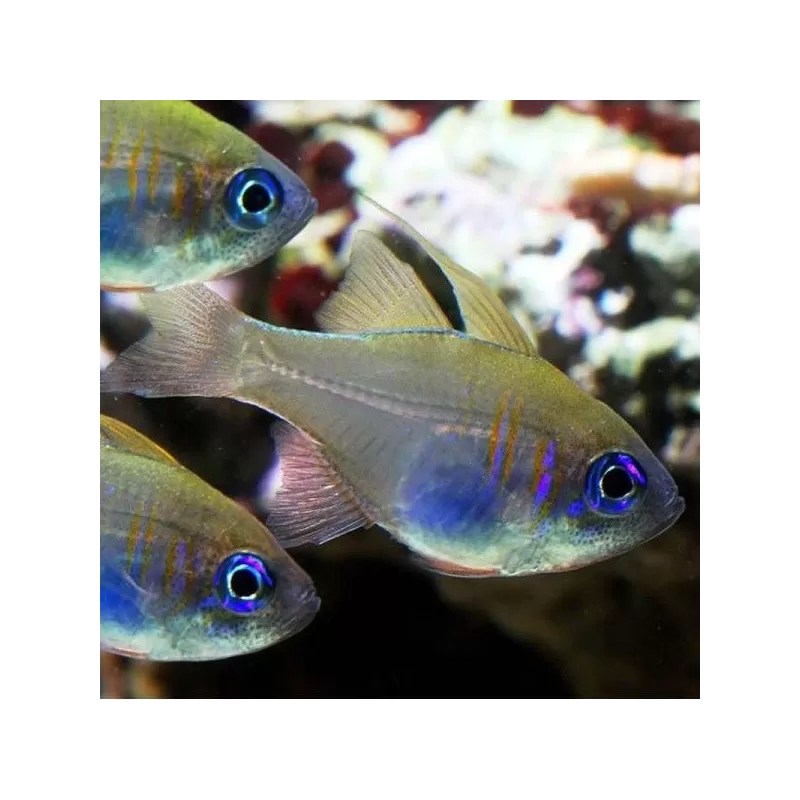 Apogon Leptacanthus Apogon Leptacanthus
