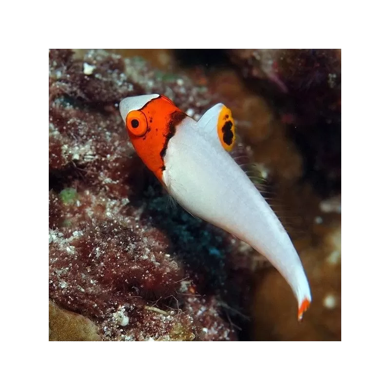 cetoscarus bicolor M cetoscarus bicolor M