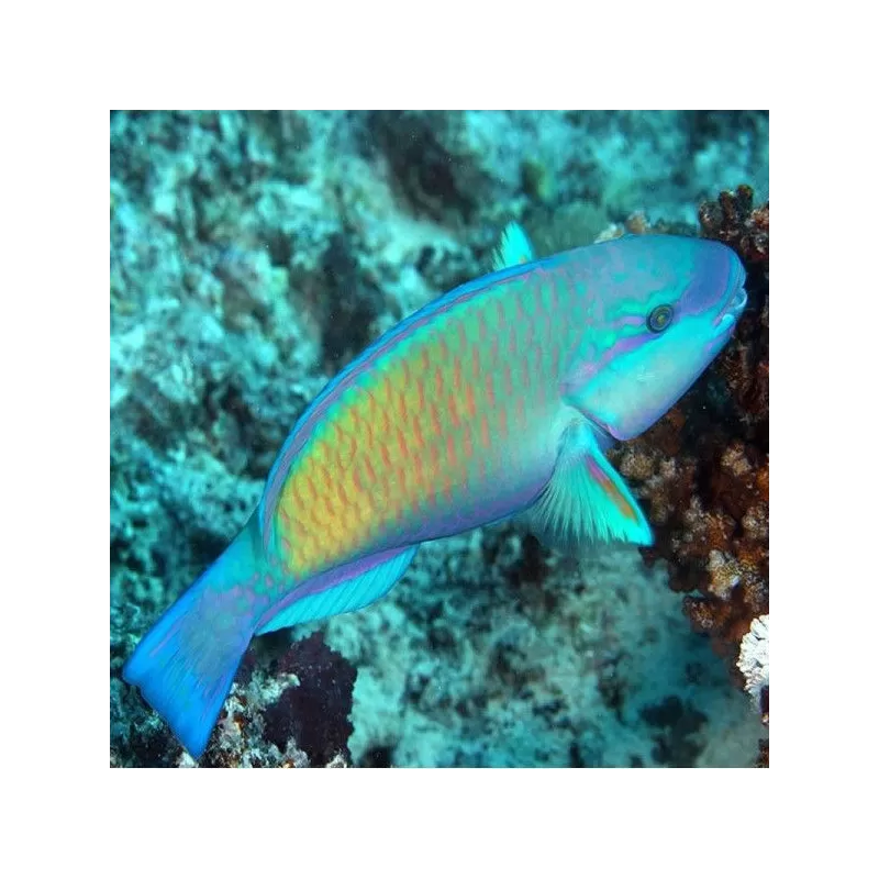 Scarus Sordius L Scarus Sordius L