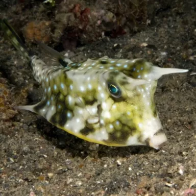 lactoria cornuta M 6 10cm