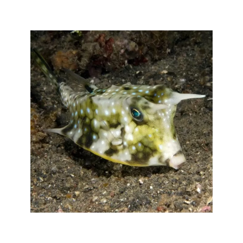 Lactoria Cornuta (M)