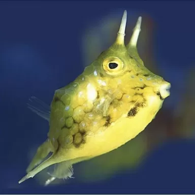 lactoria cornuta M 6 10cm