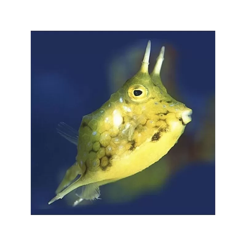 Lactoria Cornuta (M)