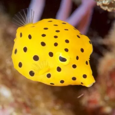 Ostracion Cubicus M 3 5cm