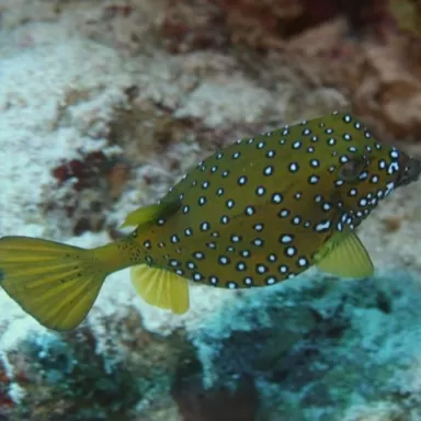 Ostracion Cubicus M 3 5cm