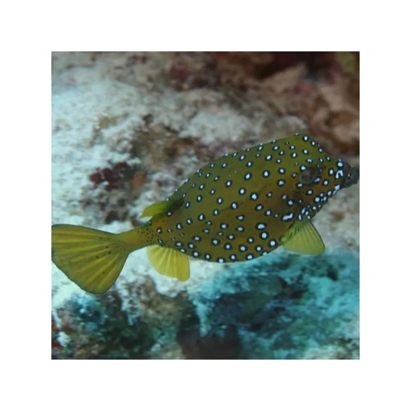 ostracion cubicus L 5 8cm