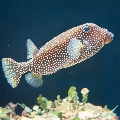 ostracion meleagris m female
