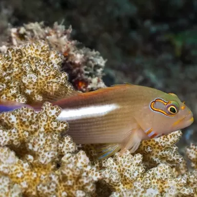 Paracirrhites Arcuatus