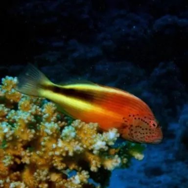 Paracirrhites Forsteri